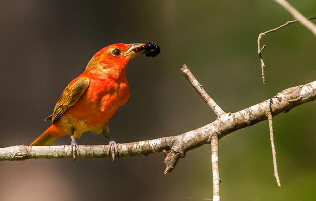 Why Groundwater Matters for Arizona’s People and Birds