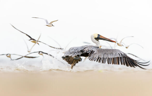 Brown Pelican. Pamela Underhill-Karaz/Audubon Photography Awards