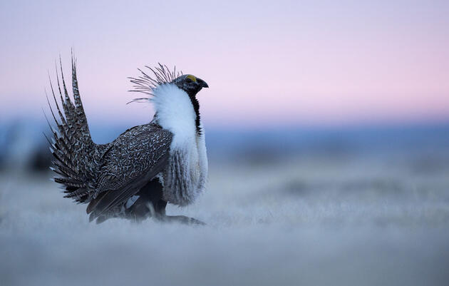 Audubon Breaks Down New Senate Funding Bill Impacts