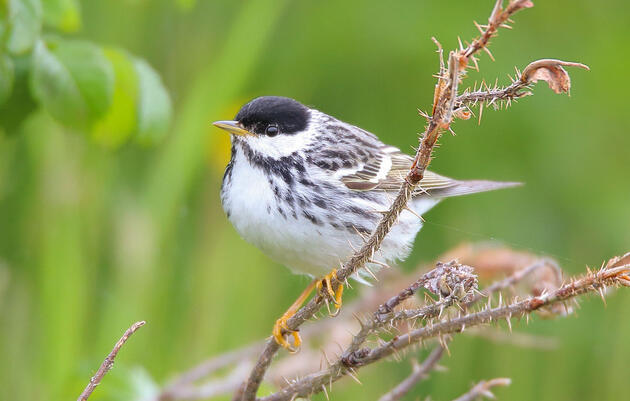 Blackpoll warbler. Scott Heron/Flickr (CC BY SA 2.0)
