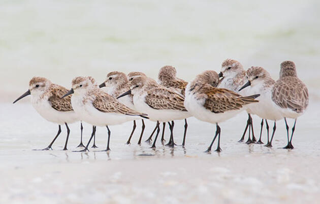 Summer’s Not Over Yet, and Neither Is Shorebird Season