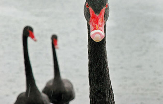 Is That Exotic Waterfowl You Just Found Wild or an Escapee?