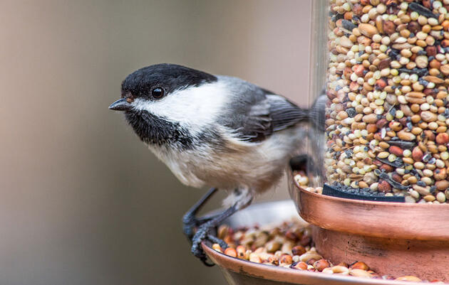 How Chickadee Flocks Avoid Traffic Jams at Your Feeder