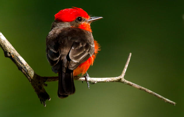 Birding and Ecotourism in Belize | Audubon