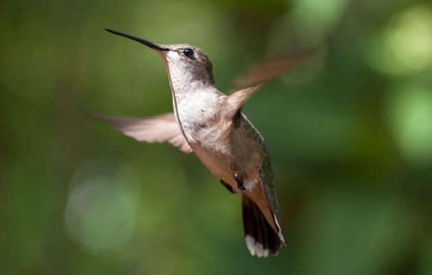 Start Counting Hummingbirds Now