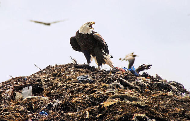 Birdist Rule #44: Learn to Love Landfills and Sewage Treatment Plants