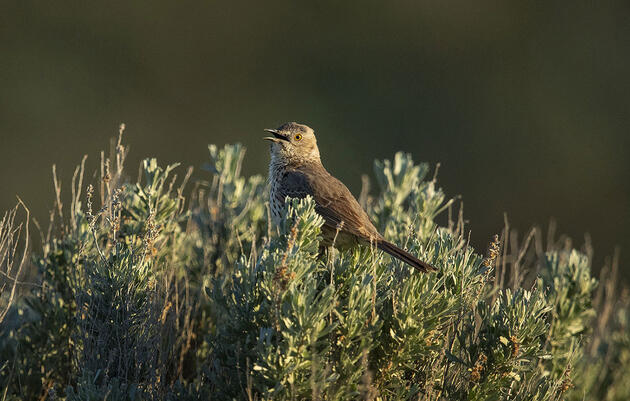 After Five Years, the Sagebrush Songbird Survey Ends on a High Note