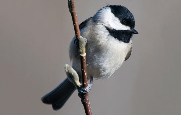 Birdist Rule #71: Figure Out What Kind Of Chickadees You’ve Got