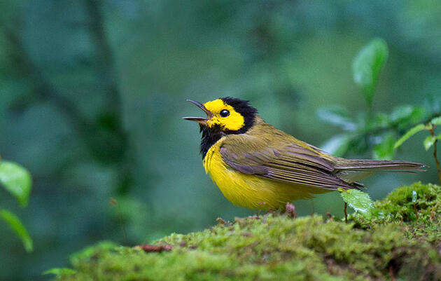 How to Tell Apart Sound-Alike Warblers