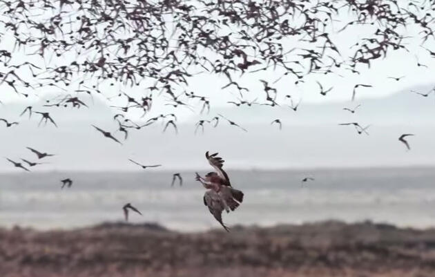 Watch These Desert Raptors Snack on a Massive Swarm of Bats