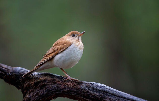 Are These Birds Better Than Computers at Predicting Hurricane Seasons?