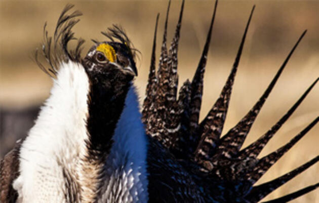 Congress Considers Major Bills this Month Impacting Key Audubon Priorities