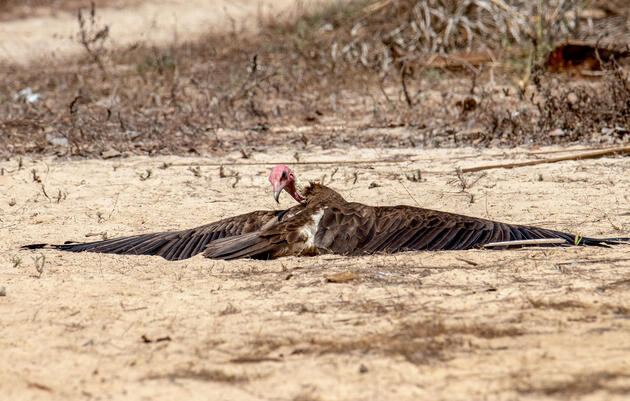 Hooded Vulture. Jorge Gutiérrez