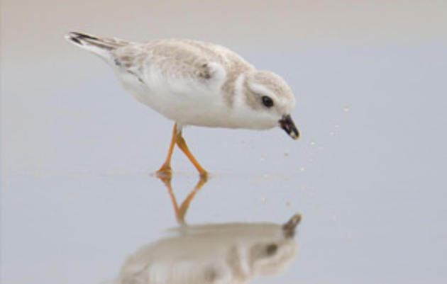 New Proposals Could Significantly Weaken the Endangered Species Act 