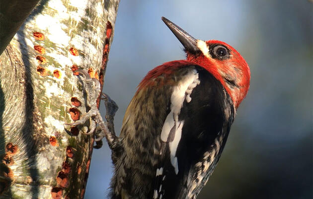 One Birder's Yearlong Quest to Photograph Every Bird Species In Washington State 