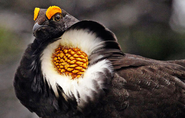 6 Fowl That Are Not to Be Forgotten