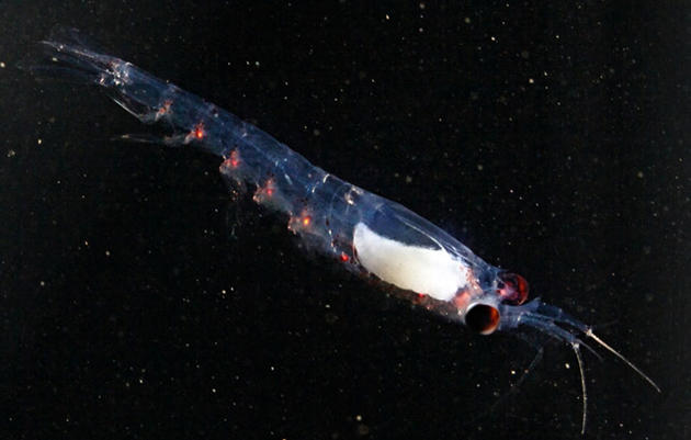 Conozca a las criaturas nocturnas del Ártico en calentamiento
