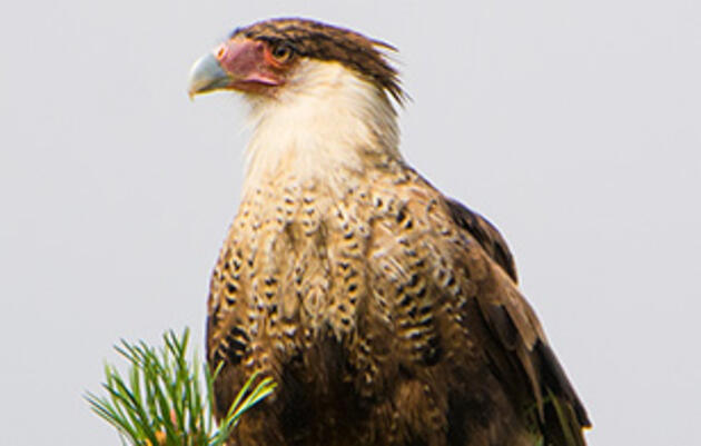 Crested Caracara | Audubon Field Guide