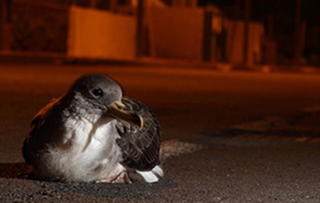 Saving Baby Seabirds From Crash Landings