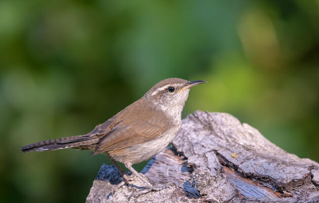 Listen to a Young Bewick's Wren Trying to Find Its Voice