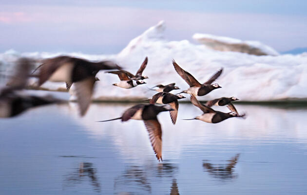 A Journey Into the Heart of Alaska's Pristine and Imperiled Arctic Refuge