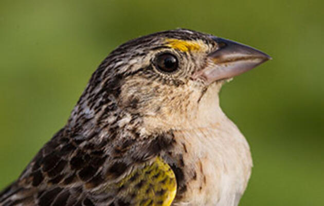 Inside the Race to Save the Florida Grasshopper Sparrow, North America’s Most Endangered Bird