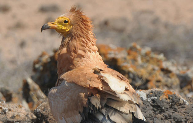 These Birds Like to Wear Makeup 