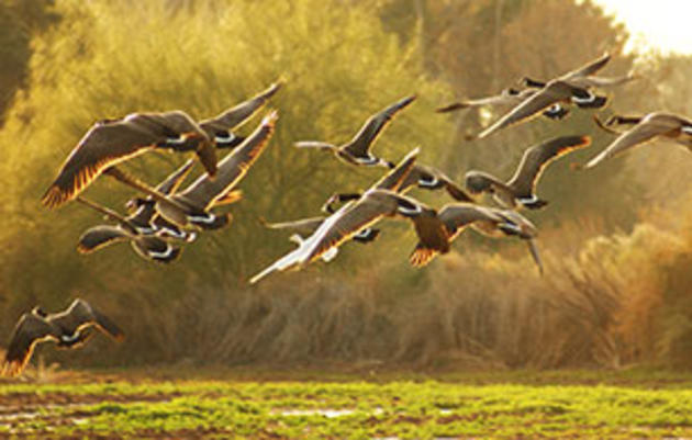 Why Sewage Plants Make for Great Winter Birding Spots