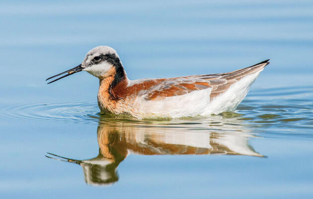 Wilson's Phalarope. Lillian Beasley/Audubon Photography Awards