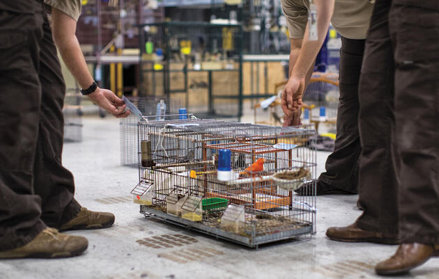 Meet the Undercover Crime Unit Battling Miami's Black Market of Birds