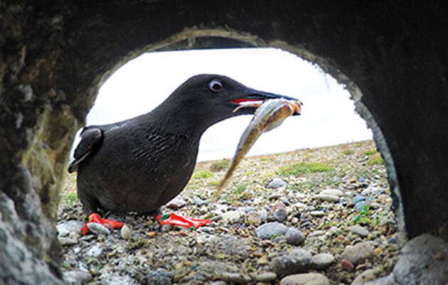 Can These Seabirds Adapt Fast Enough to Survive a Melting Arctic?