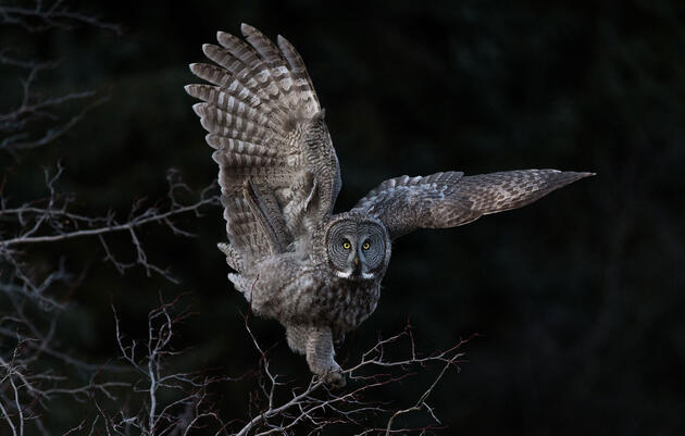 The 2018 Audubon Photography Awards Top 100 Audubon