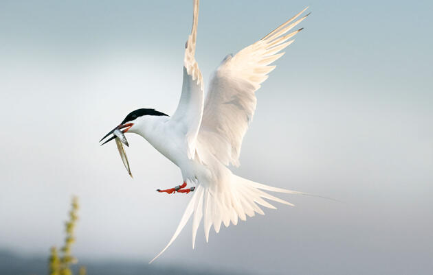 A Roseate Tern adult and chicks.
