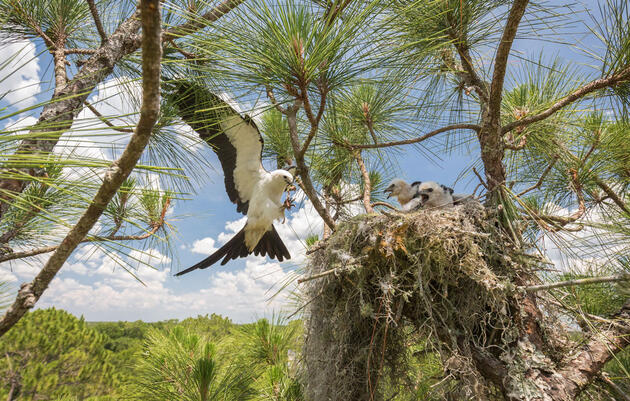 The Secret Lives of Swallow-tailed Kites