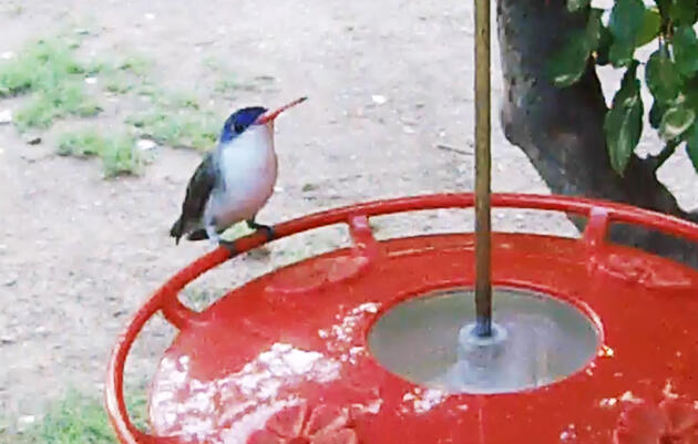 Patagonia, Arizona: Hummingbird Feeder Webcam