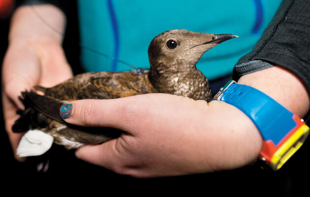 From Sea to Tree, Scientists Are Tracking Marbled Murrelets With Rising Precision