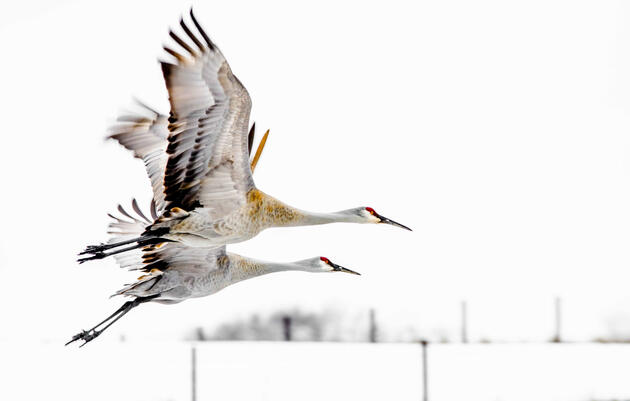 Sandhill Cranes. Lynne Kasey/Audubon Photography Awards