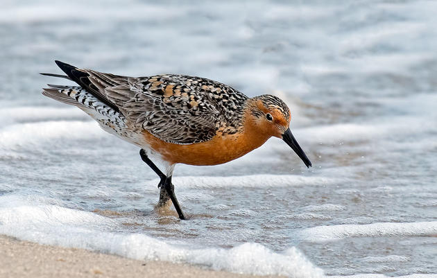 Senate Votes to Protect Additional 17,000 Acres of U.S. Coastline
