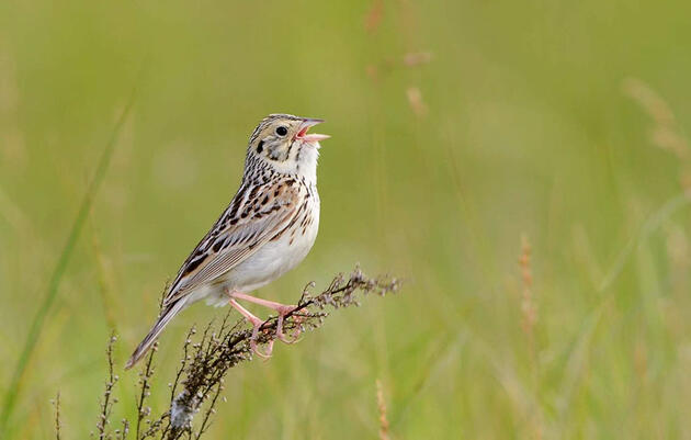Audubon Report Identifies Priority Conservation Areas for Disappearing North American Grassland Birds