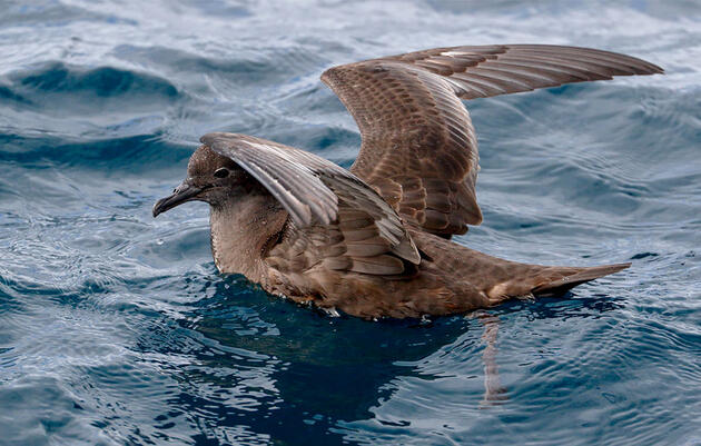 Where Have All the Short-tailed Shearwaters Gone? 