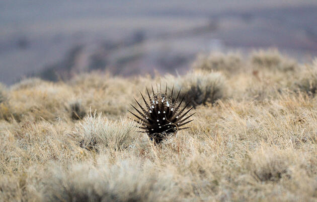 Trump Administration Moves to Open Sage-Grouse Strongholds to Oil and Gas