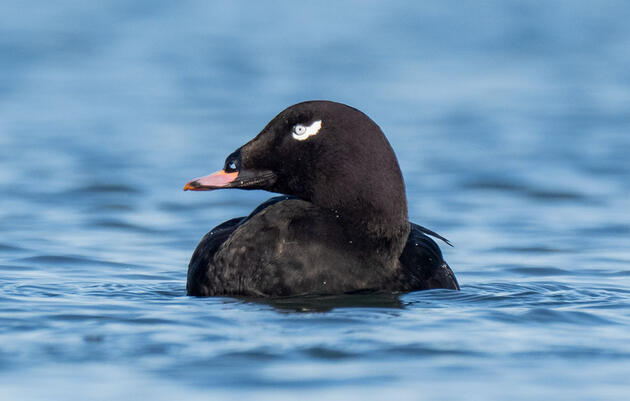 Black Scoter