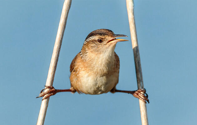 Birdist Rule #96: Know Which Wrens Live Near You 