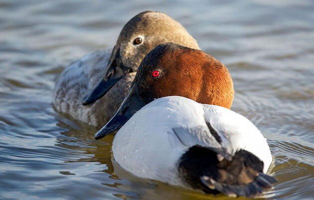 How to Tell a Canvasback from a Redhead