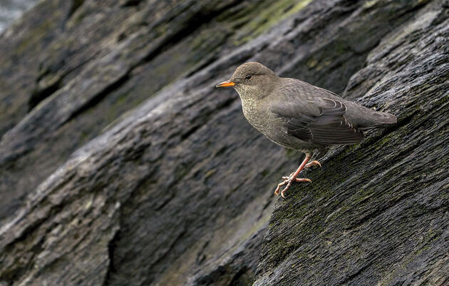 Do You Know the Other Way Birds Migrate?