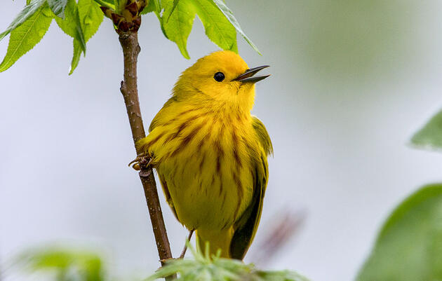 When Yellow Warblers Warn of Brood Parasites, Red-winged Blackbirds Listen