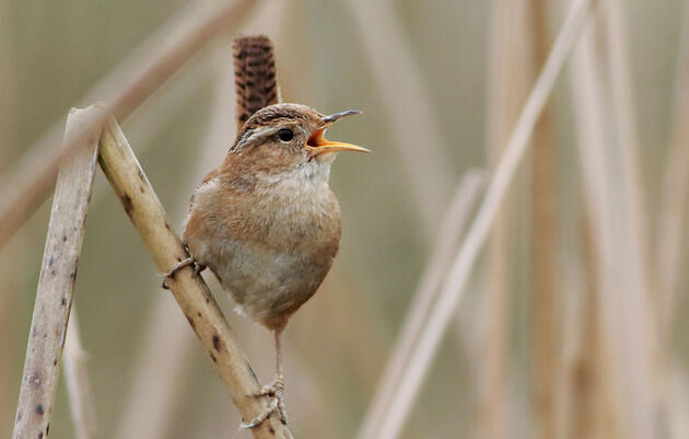 How a Bird's Habitat Influences Its Song