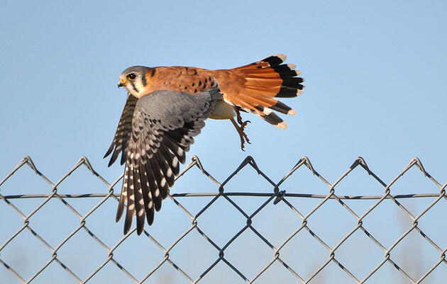 To Get By in the Big City, Birds Need to Have a Large Brain or Lots of Sex