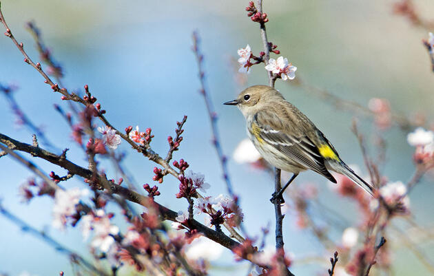 How Well Do You Know Your Birder Lingo?