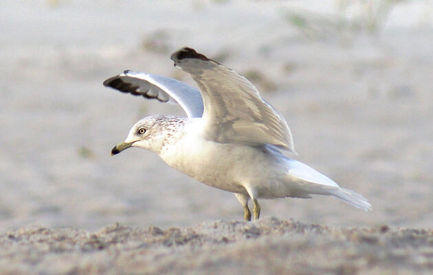 This New Guide Finally Simplifies Gull IDs 